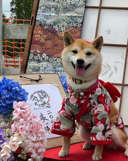 和服の犬