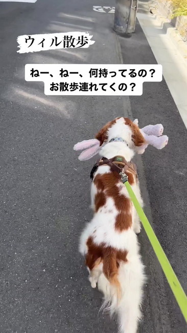 お散歩へ