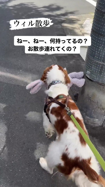 うさぎくわえてる