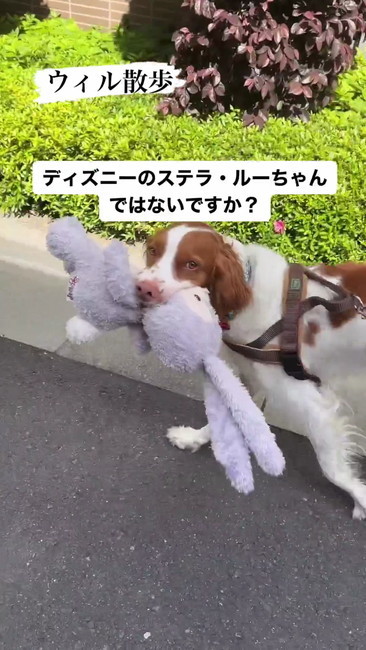 ステラルー!