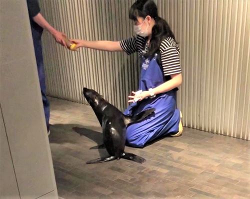 オットセイの退場