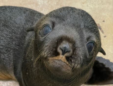 生後2カ月のオットセイ
