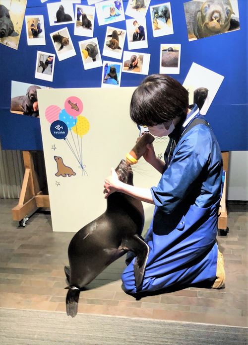 オットセイと飼育スタッフ