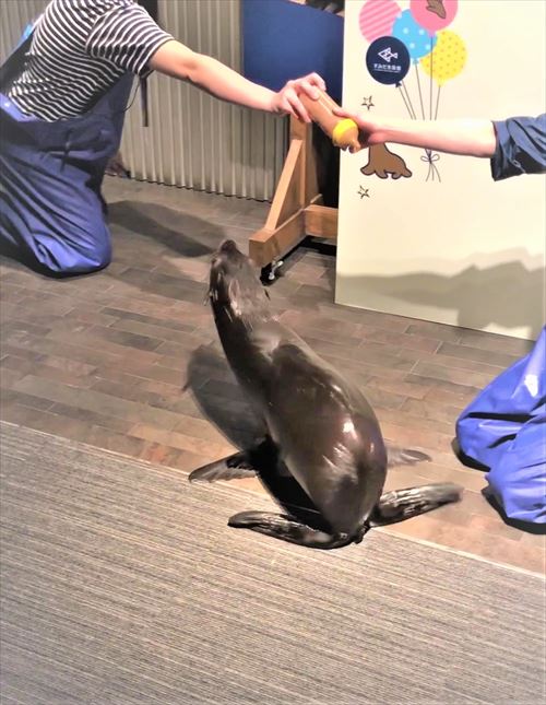 オットセイの退場