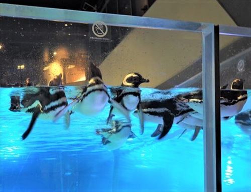 すみだ水族館のペンギン