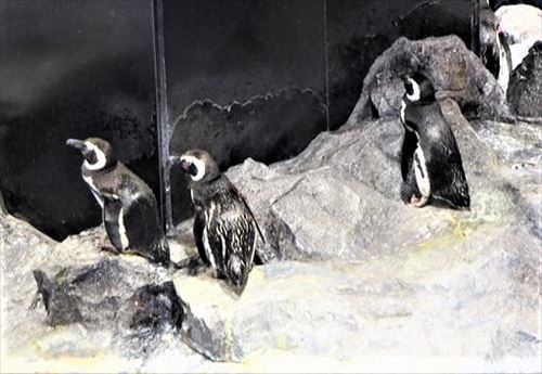 すみだ水族館のペンギン