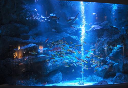 すみだ水族館の巨大水槽