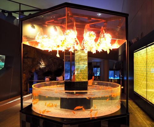 すみだ水族館の金魚