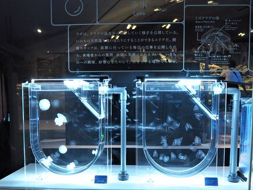 すみだ水族館のクラゲラボ