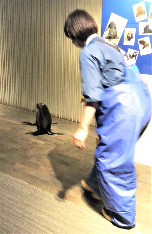 オットセイの登場