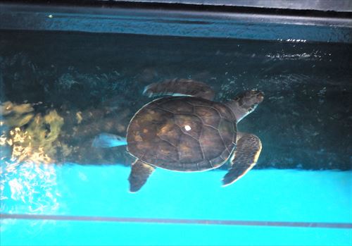 すみだ水族館のカメ
