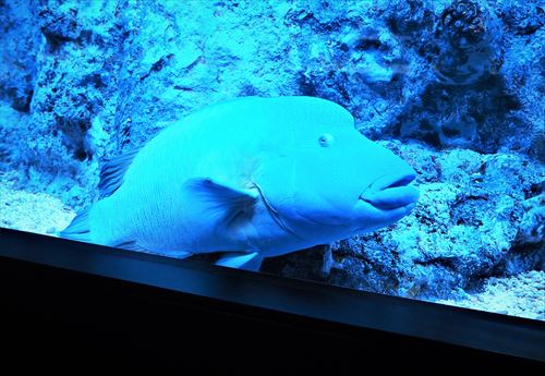 すみだ水族館の魚