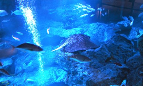 すみだ水族館のエイ