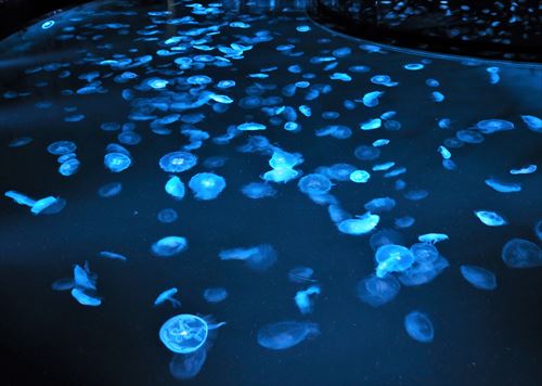 すみだ水族館のクラゲ
