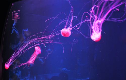 すみだ水族館のクラゲ