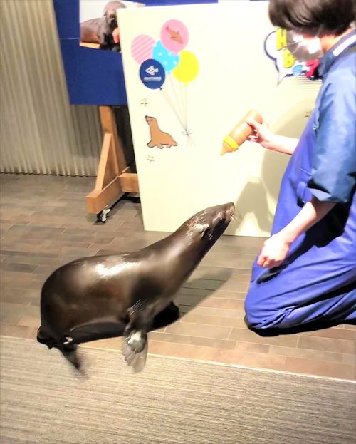 哺乳瓶を見つめるオットセイ