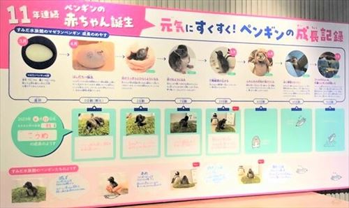 すみだ水族館のペンギン誕生記録