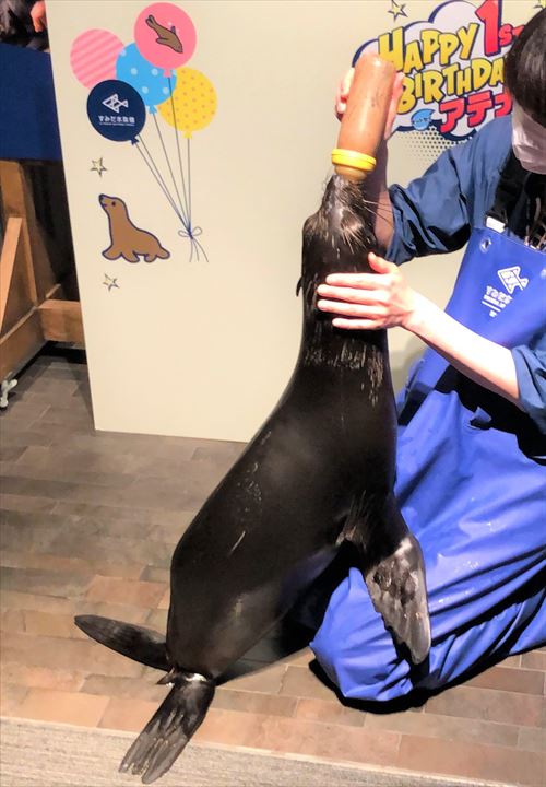 哺乳瓶で魚を飲むオットセイ