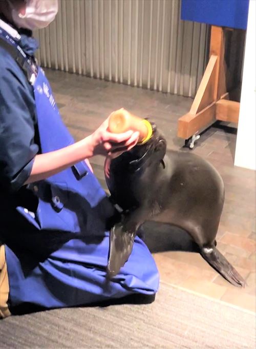 ゴクゴク飲むオットセイ