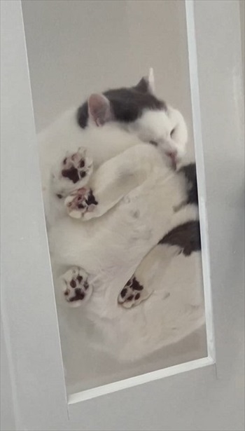 毛づくろいする猫