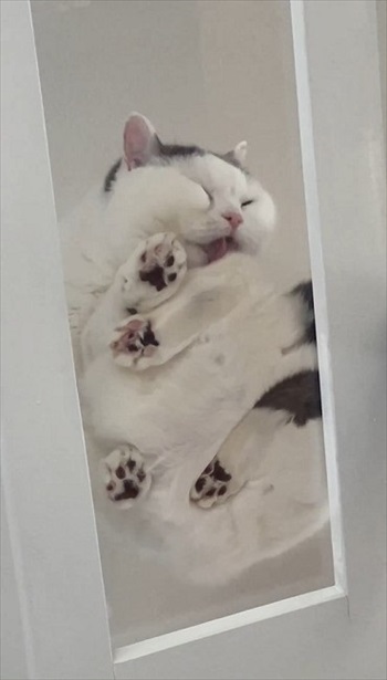 ペロペロする猫