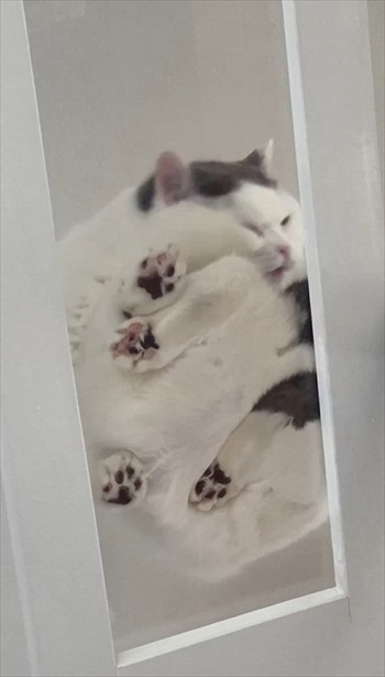 足どうなってるの？な猫