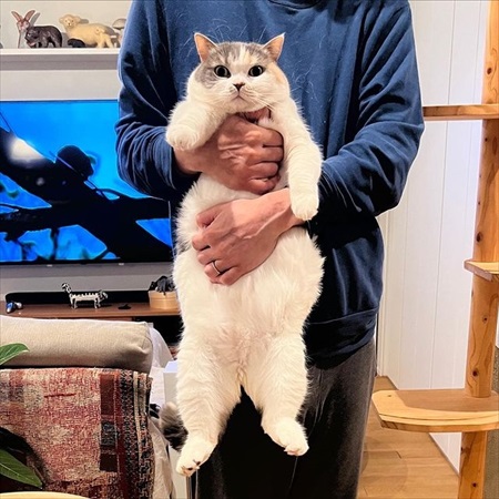 抱っこがかわいい猫