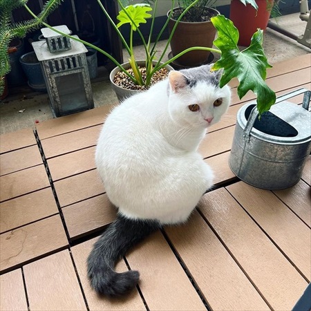 雨宿り中の猫