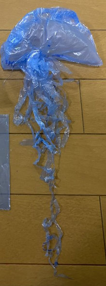 カツオノエボシ