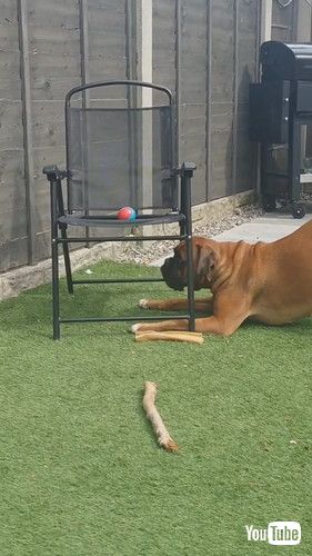 ボールを椅子から取りたい犬