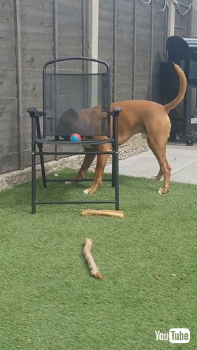 ボールを椅子から取りたい犬