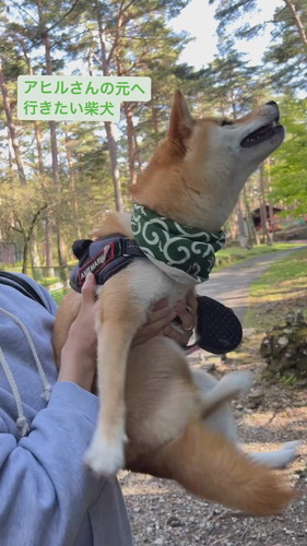 アヒルさんの元へ行きたい柴犬
