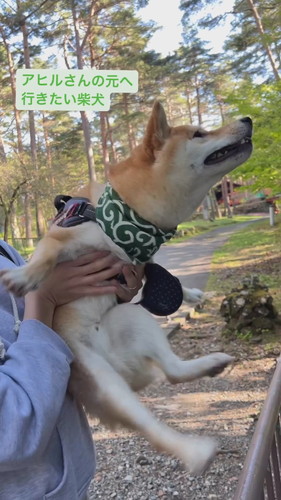 アヒルさんの元へ行きたい柴犬