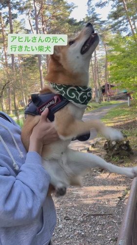 アヒルさんの元へ行きたい柴犬