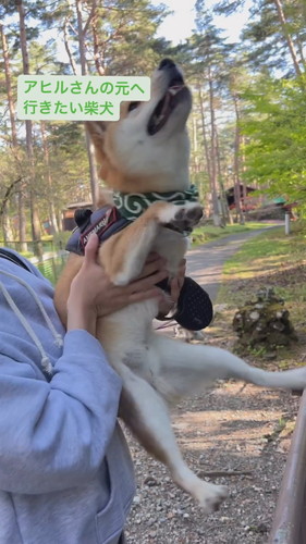アヒルさんの元へ行きたい柴犬