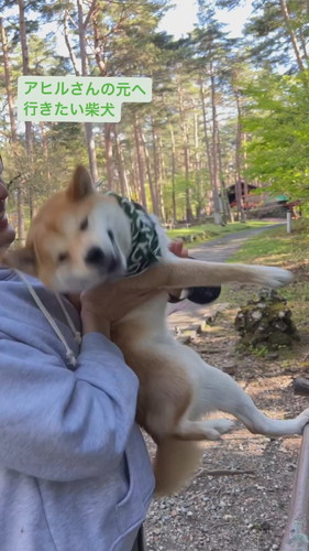 アヒルさんの元へ行きたい柴犬