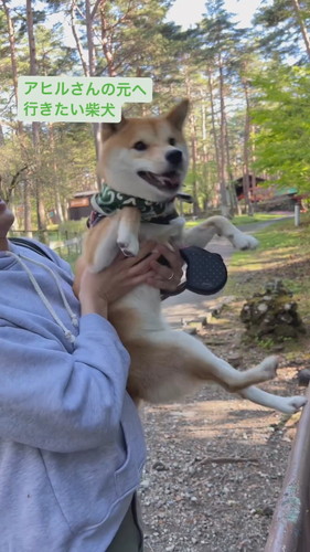 アヒルさんの元へ行きたい柴犬