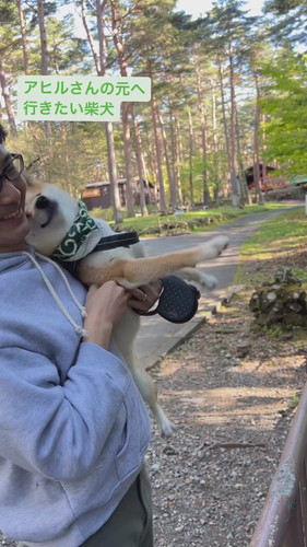 アヒルさんの元へ行きたい柴犬