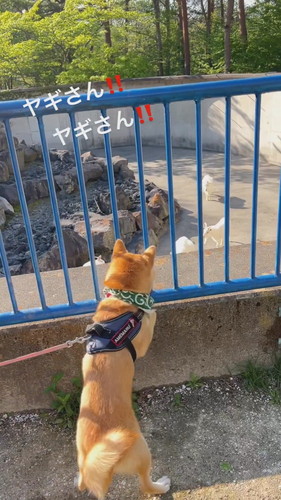 ヤギと柴犬
