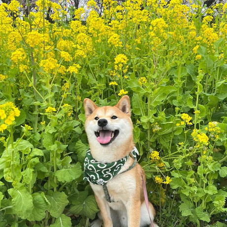 菜の花畑と柴犬