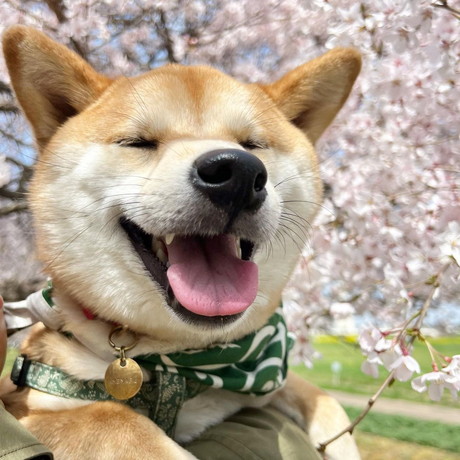 柴犬のお花見