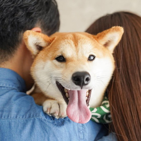 パパとママと柴犬