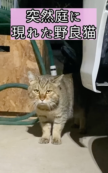 2ヶ月間甘やかされた野良猫
