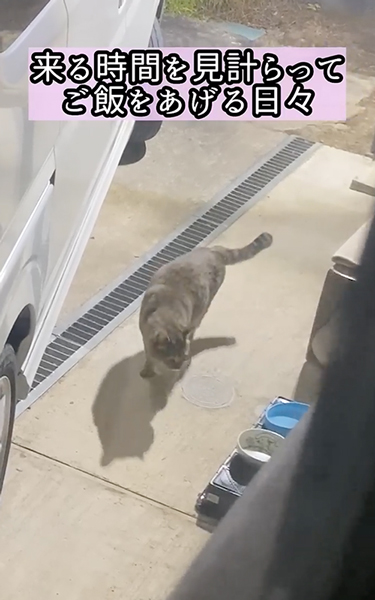 毎日ご飯を用意