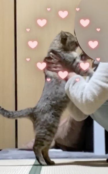 チューする野良猫