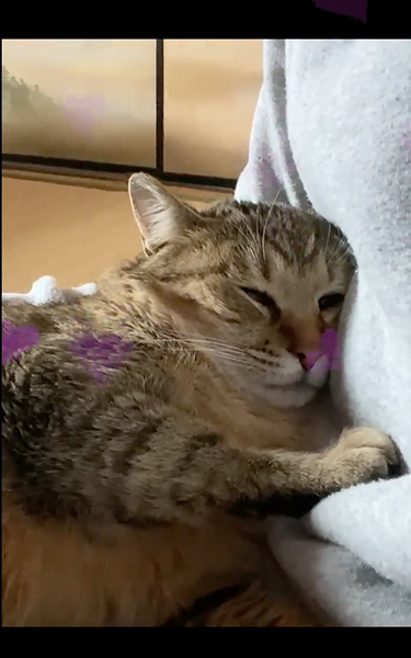 甘えん坊になった野良猫