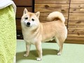 柴犬「……大丈夫？」　ダウン中の飼い主をそっと見つめる柴犬、心配そうな表情から癒やしパワーが送られる