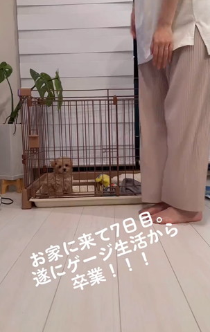 お家に来て7日目のテロップ