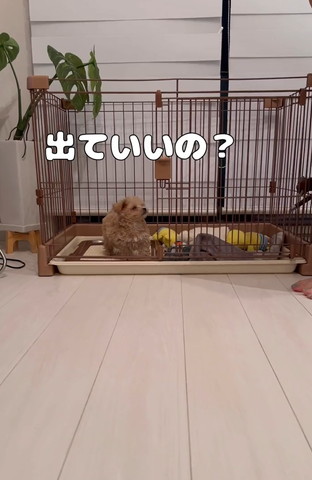 出ていいのテロップ