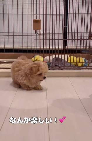 なんか楽しいテロップ